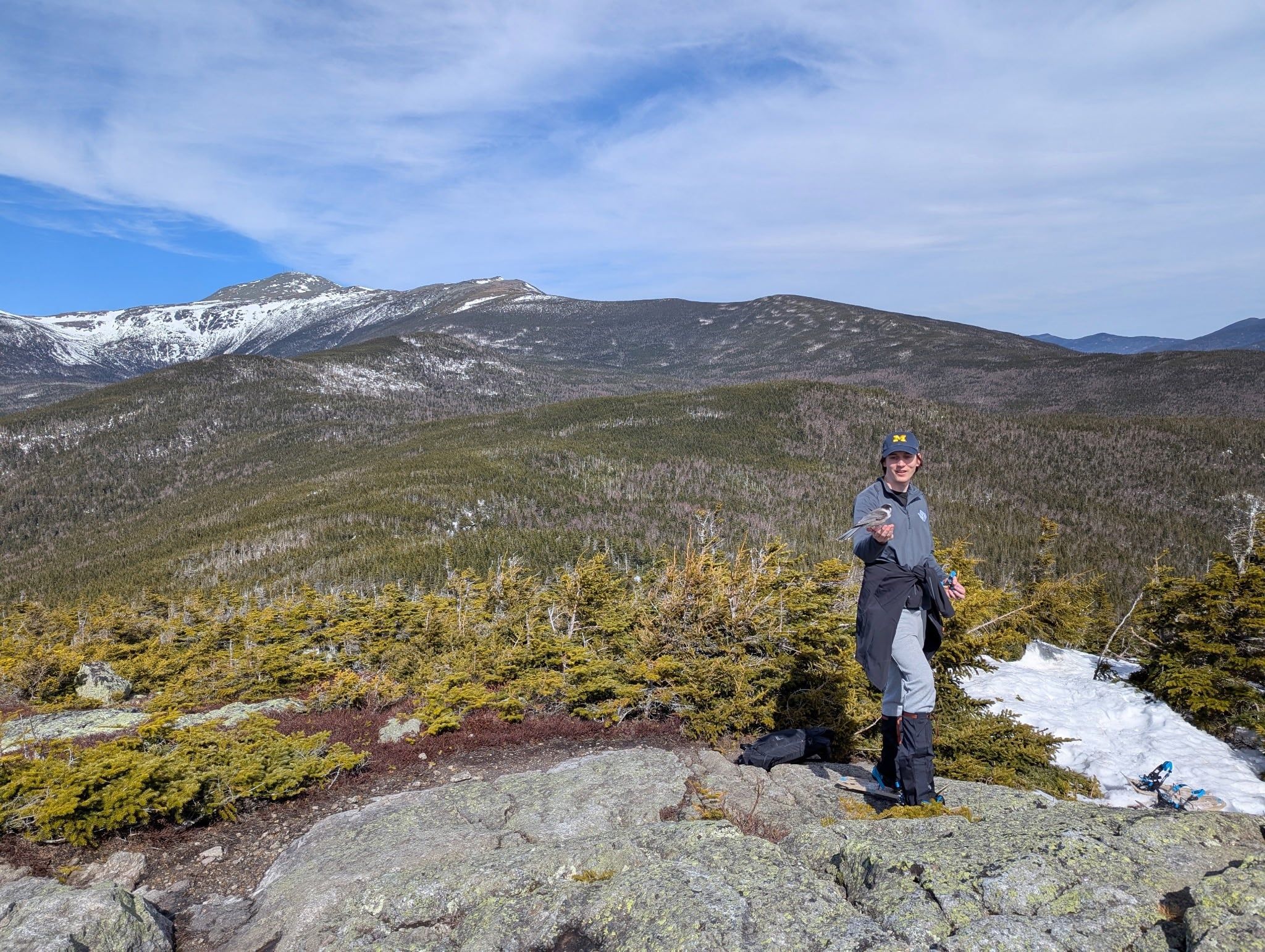 Johnny on a bare summit ledge with a gray jay coming down to his hand, the Presidentials behind